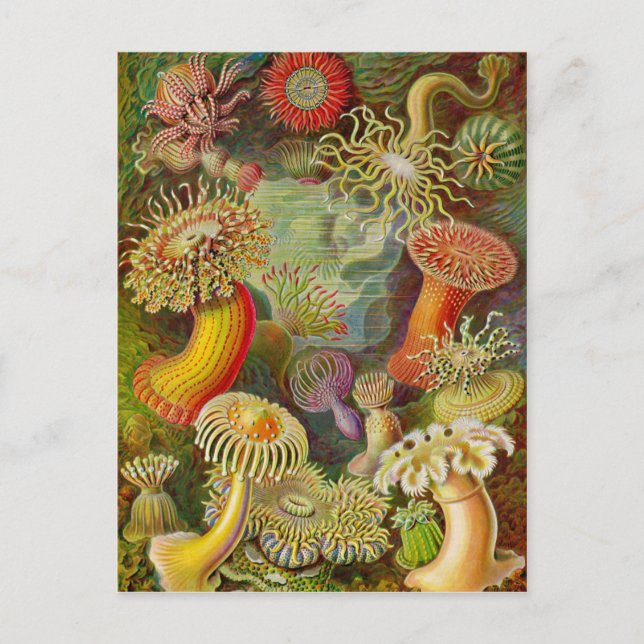 Ernst Haeckel's Actinae Ocean Life Postcard (Front)