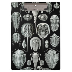 Ernst Haeckel's Aspidonia Clipboard