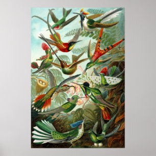 Ernst Haeckel's Hummingbirds Poster