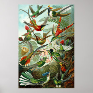 Ernst Haeckel's Hummingbirds Poster