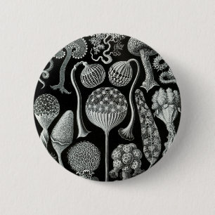 Ernst Haeckel's Mycetozoa 6 Cm Round Badge