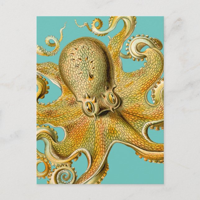 Ernst Haeckel's Octopus Postcard (Front)