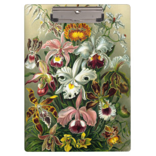 Ernst Haeckel's Orchidaceae Clipboard