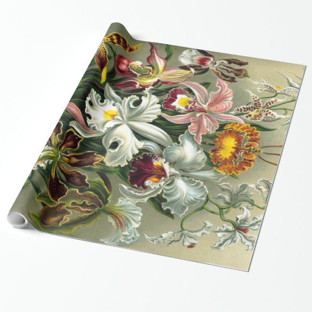 Ernst Haeckel's Orchidaceae Wrapping Paper (Unrolled)