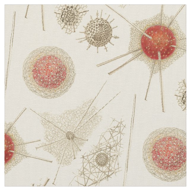 Ernst Haeckel's Radiolarian Fabric (Close Up)