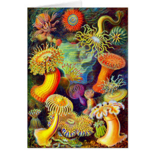 Ernst Haeckel's Sea Anemones