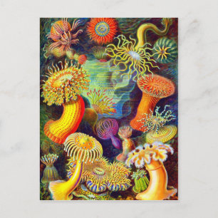Ernst Haeckel's Sea Anemones Postcard