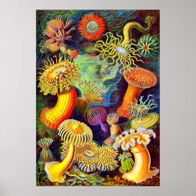 Ernst Haeckel's Sea Anemones Poster (Front)