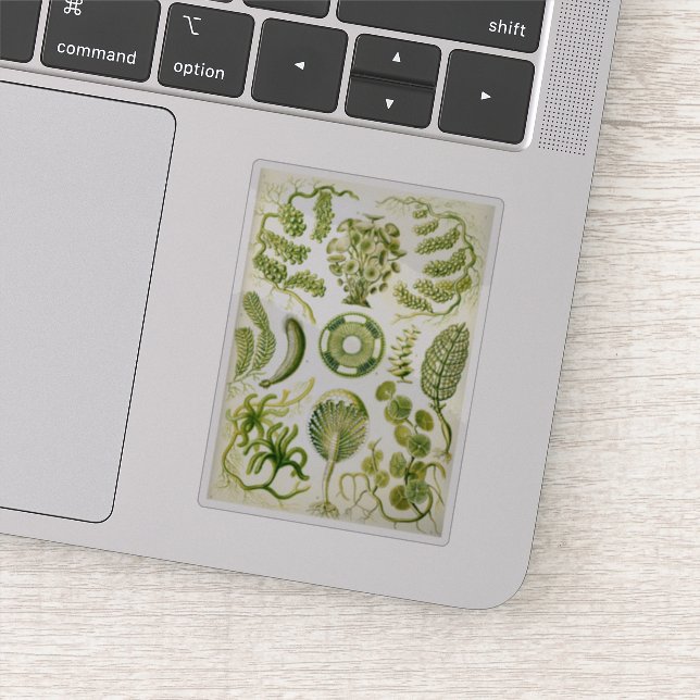 Ernst Haeckel's Siphoneae Seaweed and Algae (Detail)