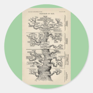 Ernst Haeckel's "tree of life" Classic Round Sticker