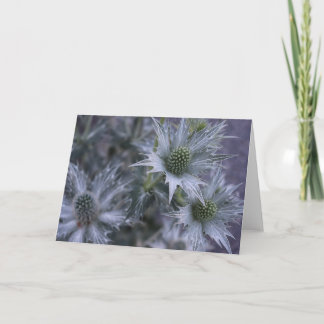 Eryngium giganteum, 'Miss Willmott's Ghost' Card