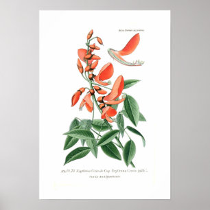 Erythrina crista-galli poster