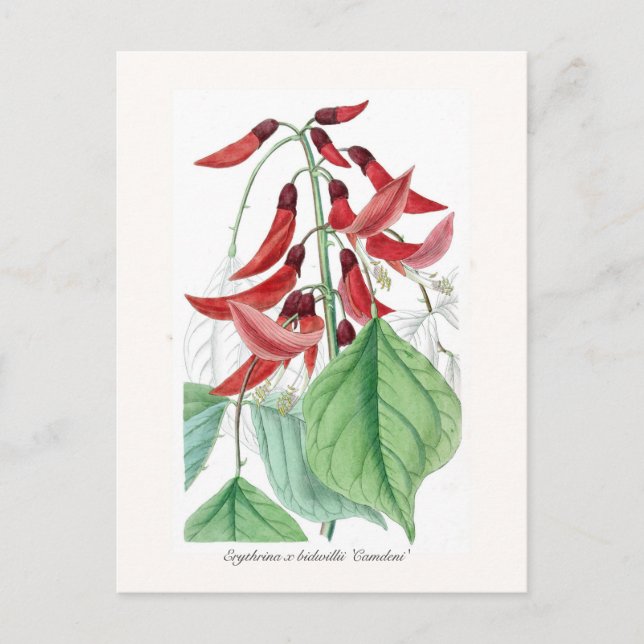 Erythrina x bidwillii 'Camdeni' Postcard (Front)