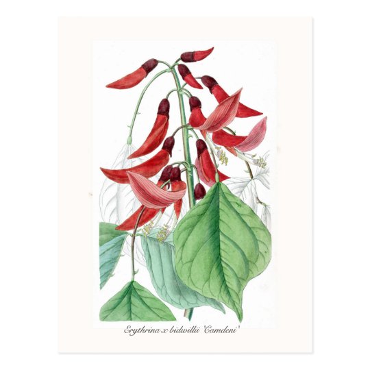 Erythrina x bidwillii 'Camdeni' Postcard