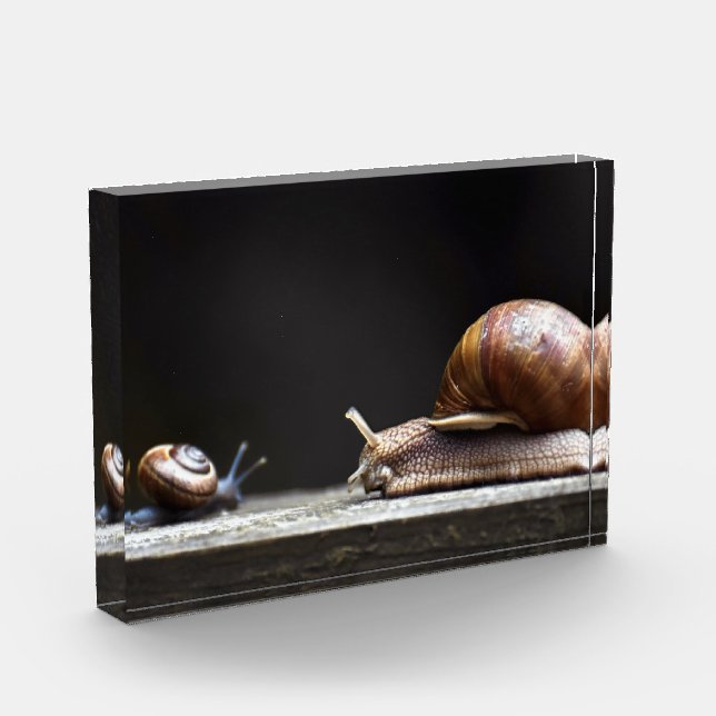Escargots - Snail Mollusk Photo Block (Left)