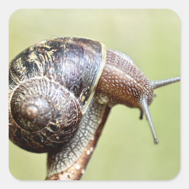 Escargots - The Rich Delight Square Sticker (Front)