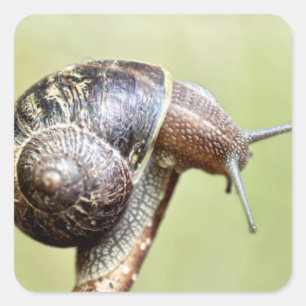 Escargots - The Rich Delight Square Sticker