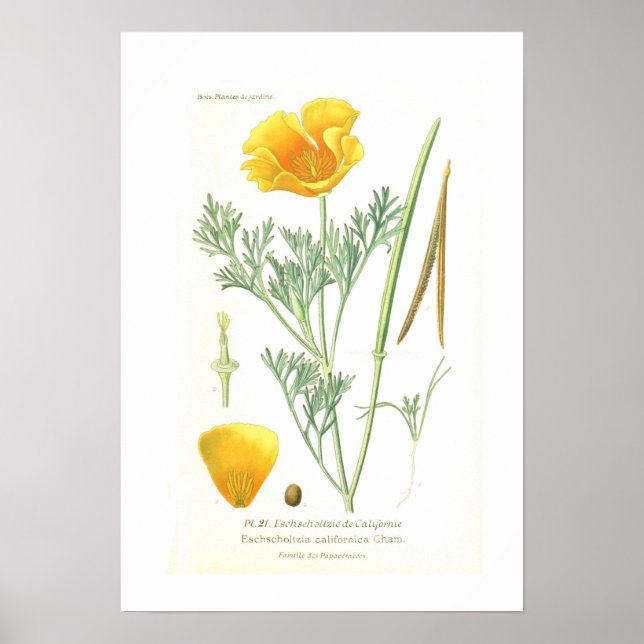Eschscholtzia californica poster (Front)