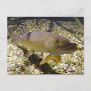 Esox lucius postcard