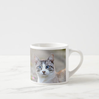 espresso cup Photo cat pet. espresso cup