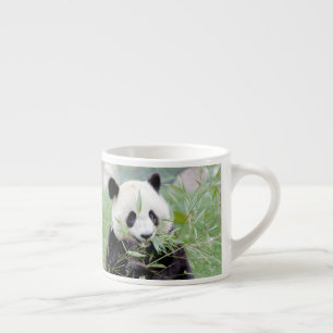 espresso cup Photo giant panda.