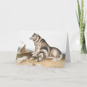Esquimaux Dog (Canis familiaris) Illustration Card
