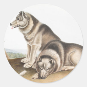 Esquimaux Dog (Canis familiaris) Illustration Classic Round Sticker
