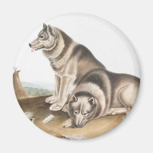 Esquimaux Dog (Canis familiaris) Illustration Magnet