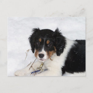 ess bwt puppy postcard