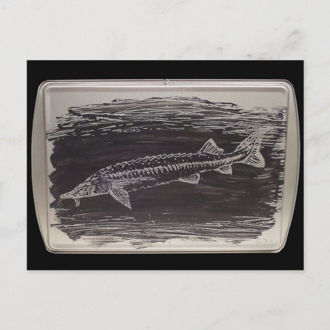 Etching - Sterlet Sturgeon Postcard (Front)