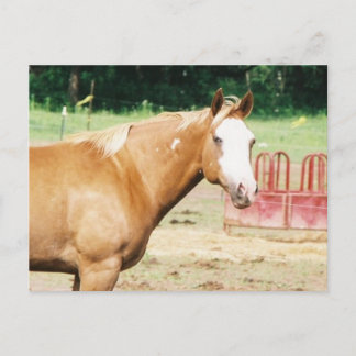 Eternal Wild Cat Postcard