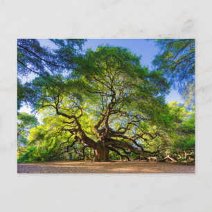 Ethereal Angel Oak Tree Postcard
