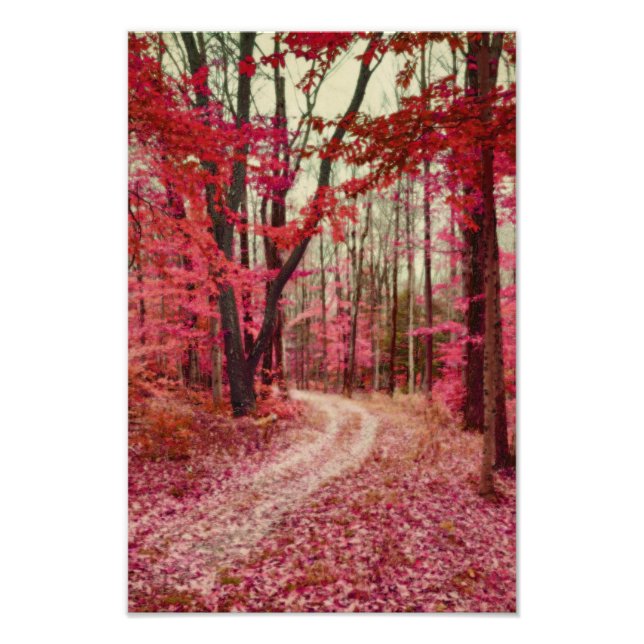 Ethereal Forest Path With Red Fall Colours Photo Print (Front)