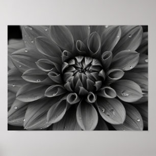 Ethereal Monochromatic Dahlia Macro Poster