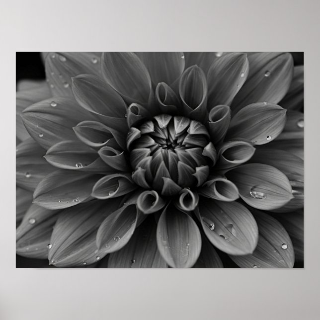 Ethereal Monochromatic Dahlia Macro Poster (Front)