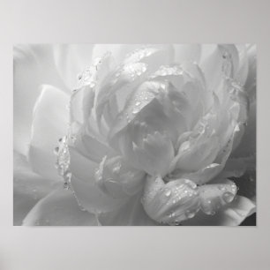 Ethereal Monochromatic Peony Petal Macro Poster