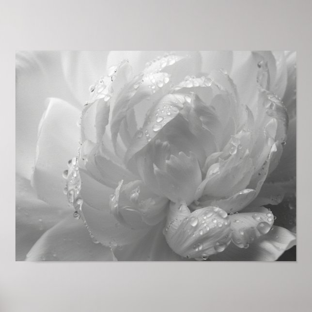 Ethereal Monochromatic Peony Petal Macro Poster (Front)