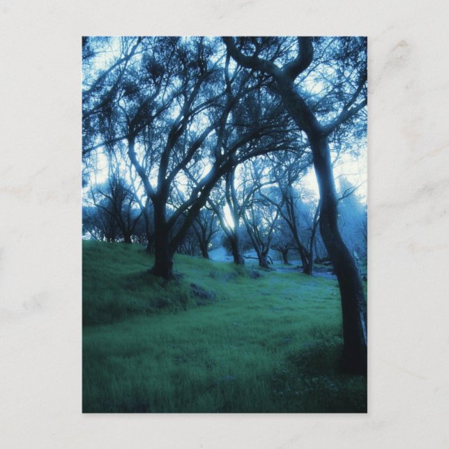 Etherial Moment Postcard (Front)