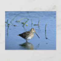 Ethiopian Snipe