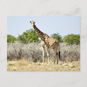 etosha giraffe postcard