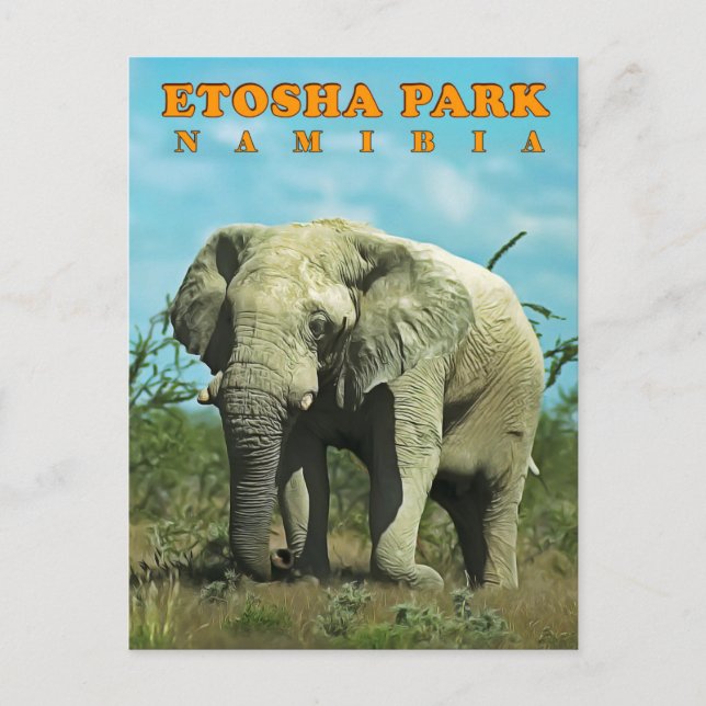 Etosha, Namibia Postcard (Front)