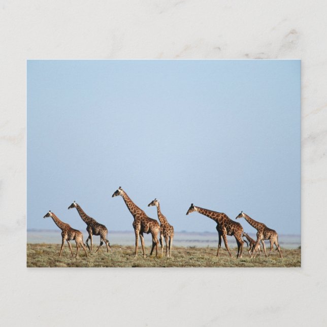 Etosha National Park, Namibia 2 Postcard (Front)