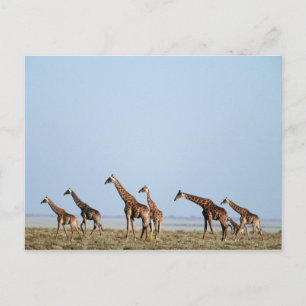 Etosha National Park, Namibia 2 Postcard