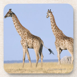 Etosha National Park, Namibia 3 Coaster
