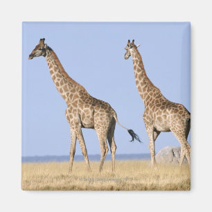 Etosha National Park, Namibia Magnet
