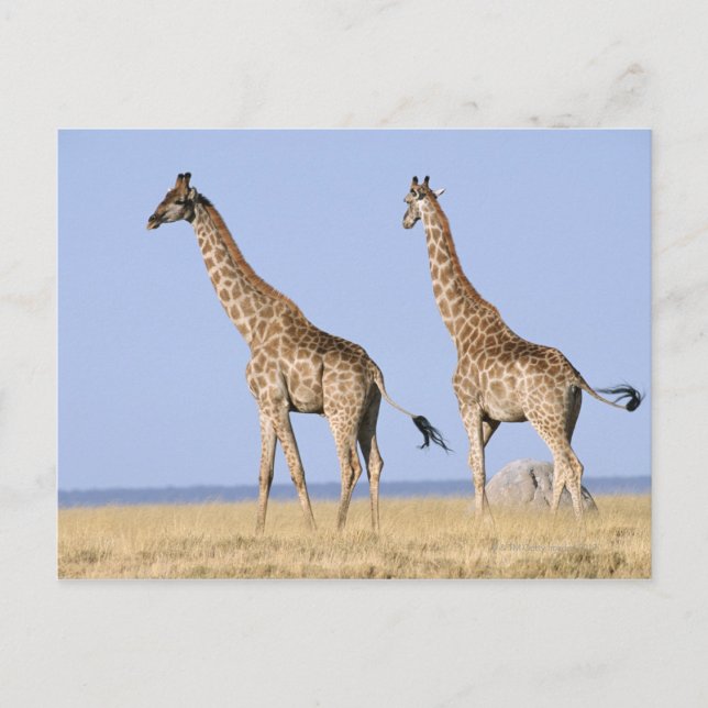 Etosha National Park, Namibia Postcard (Front)