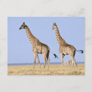 Etosha National Park, Namibia Postcard