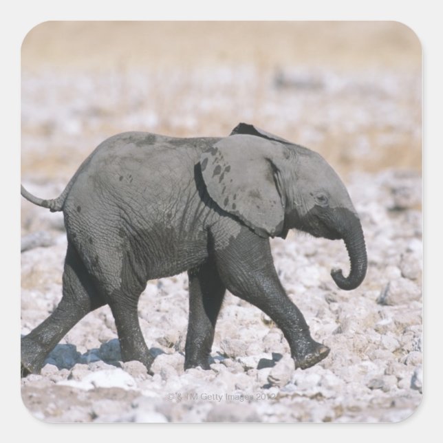Etosha National Park, Namibia Square Sticker (Front)