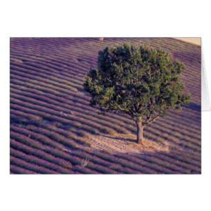 EU, France, Provence, Lavender fields