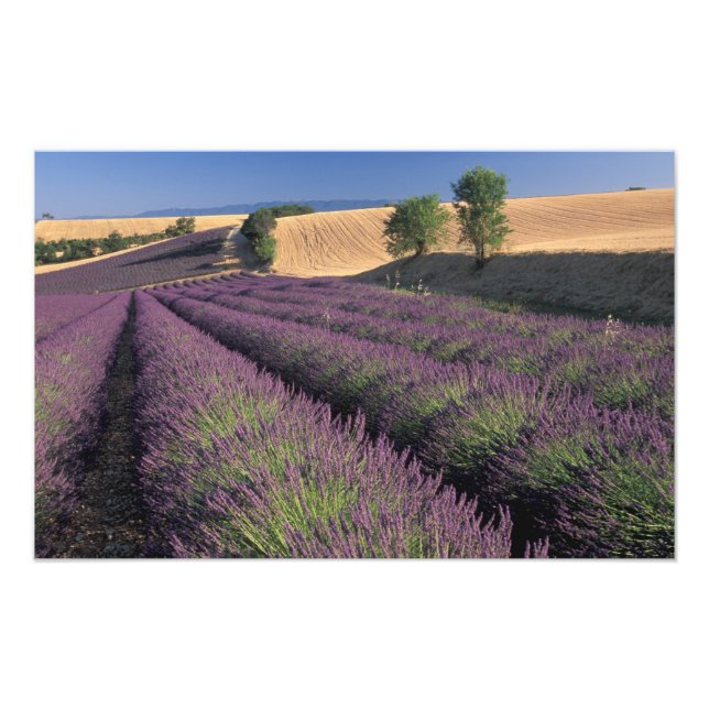 EU, France, Provence, Lavender fields 2 Photo Print (Front)